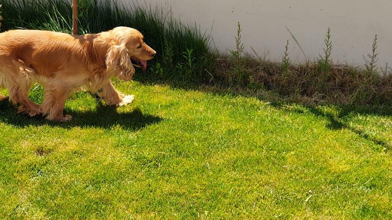 curso adiestrador canino madrid
